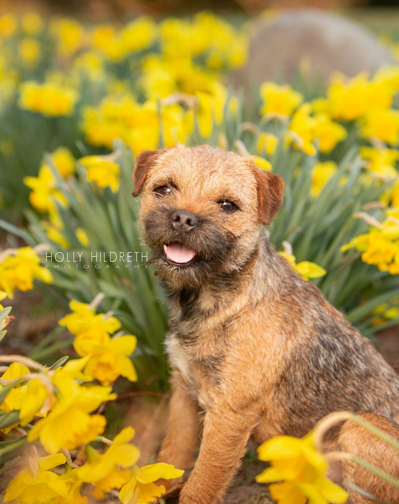 Border Terrier