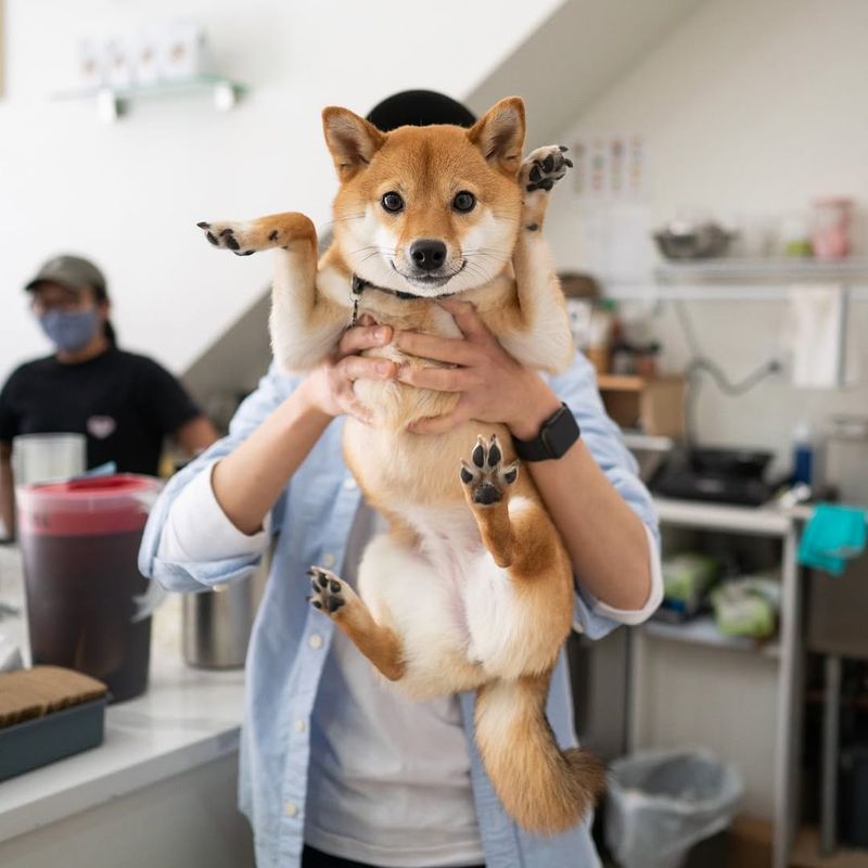 Shiba Inu