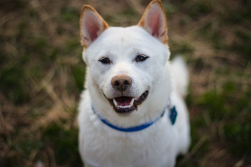 Shiba Inu (White Variety)