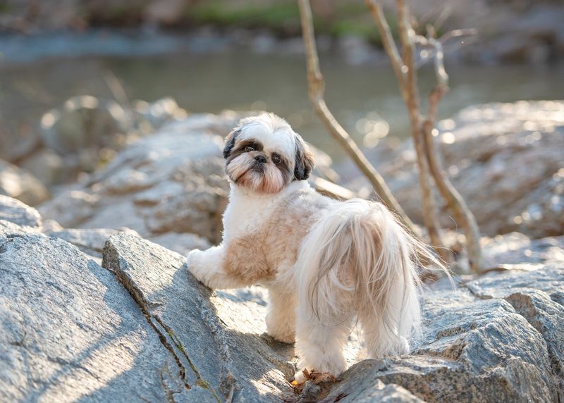 Shih Tzu