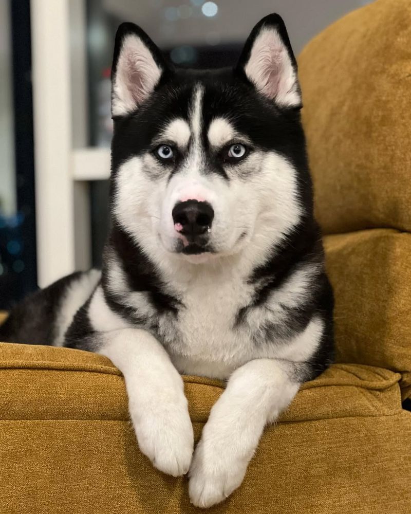 Siberian Husky