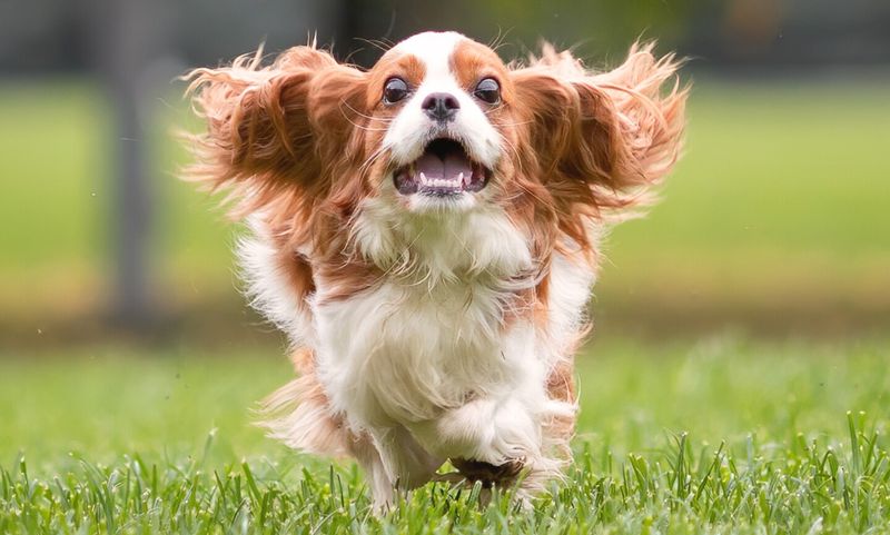 Cavalier King Charles Spaniel