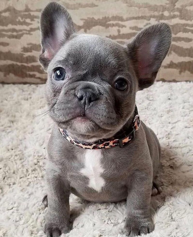 French Bulldog