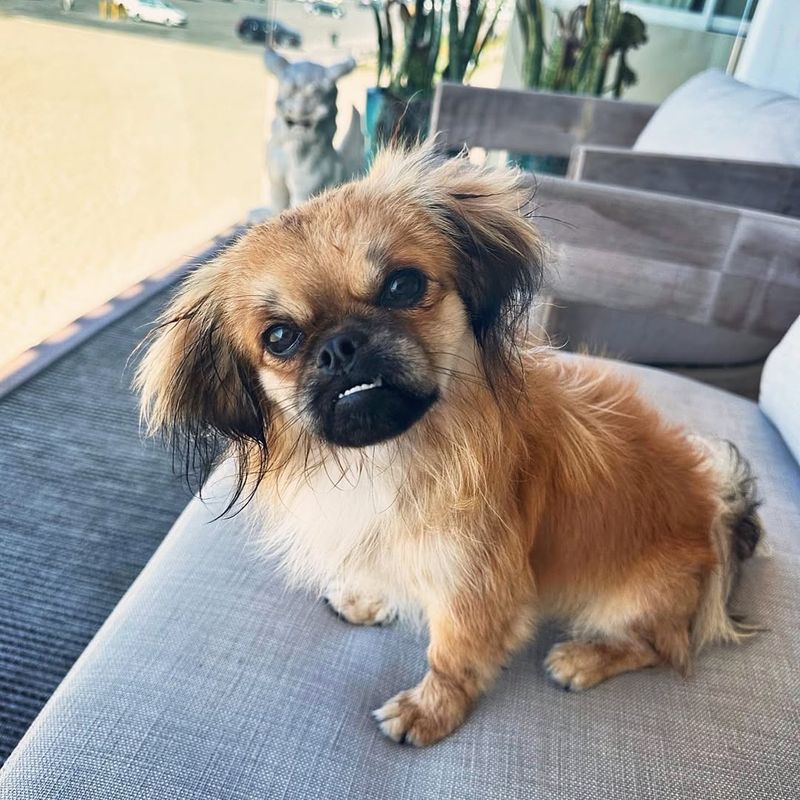 Pekingese