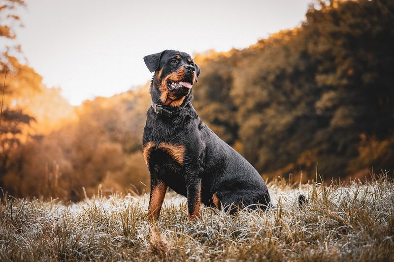 Rottweiler