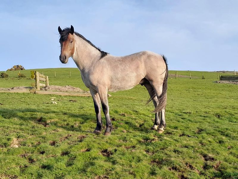 Connemara Pony