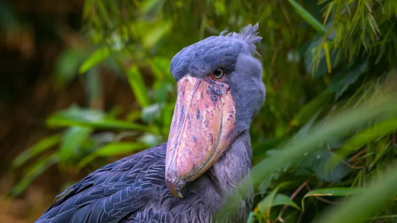 Shoebill Stork