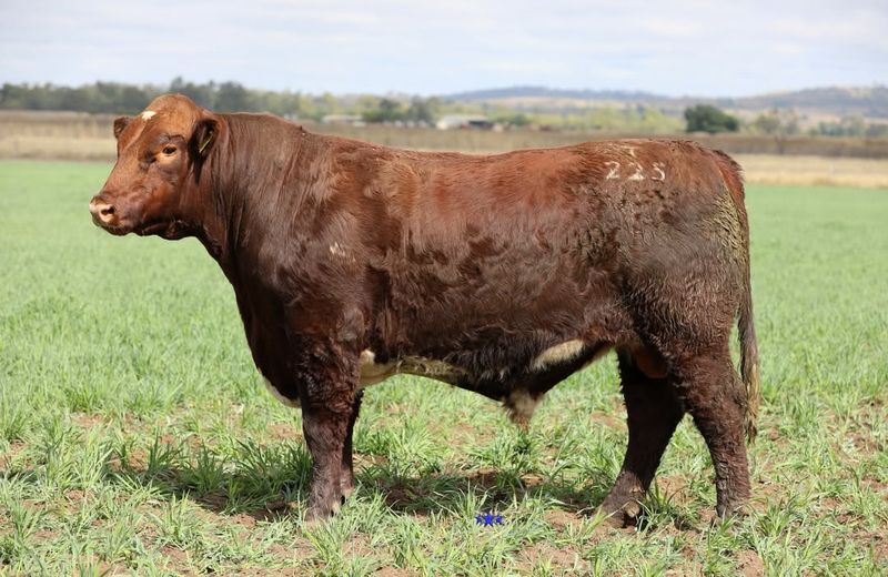 Shorthorn