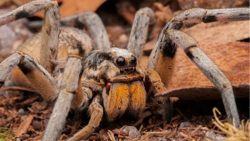 Wolf Spider