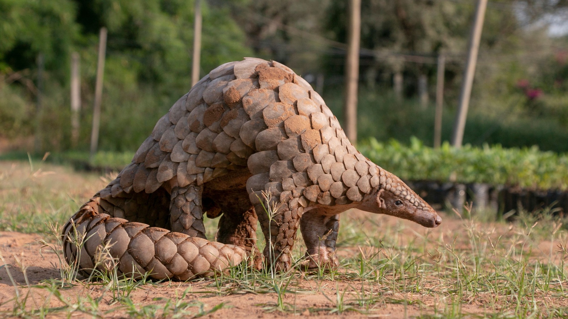 Shy And Secluded: Meet The 14 Most Introverted Animals In Nature