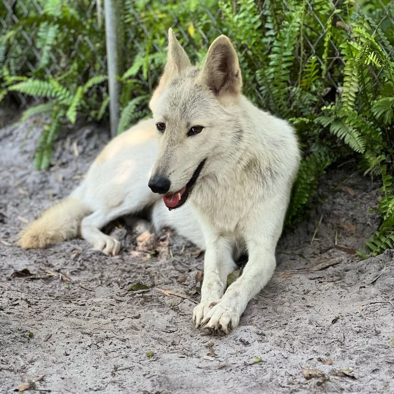 Shy Wolf Sanctuary, Florida