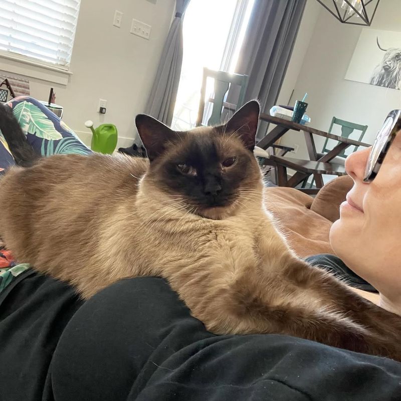 Siamese