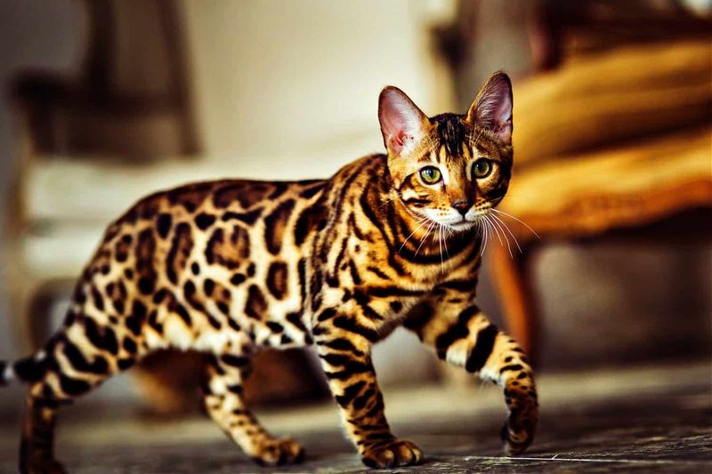 Bengal