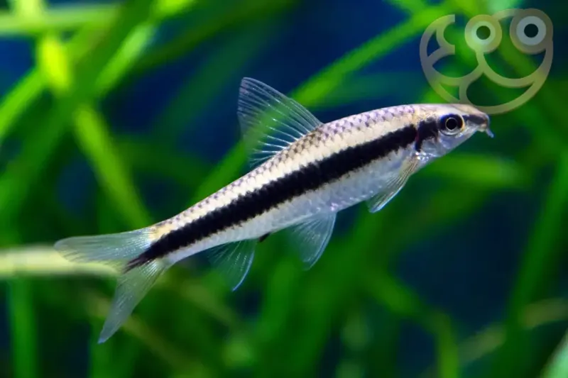Siamese Algae Eater