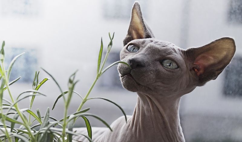 Sphynx (Grey Variant)