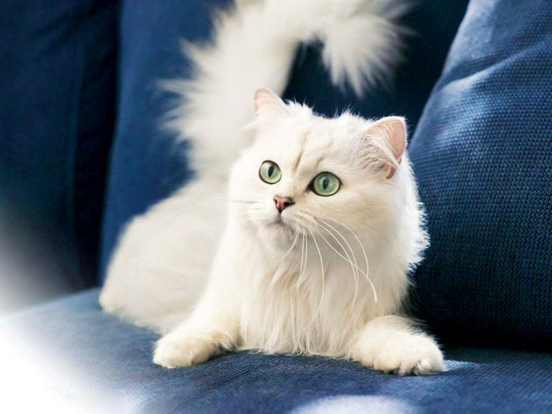 Turkish Angora