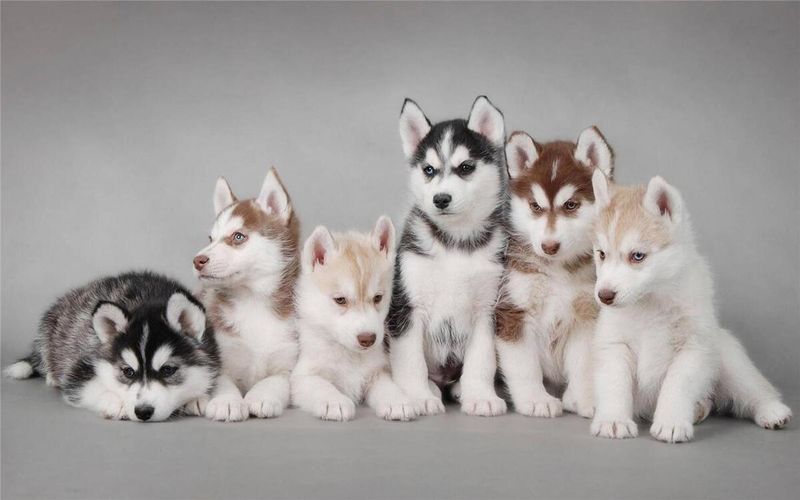 Siberian Husky