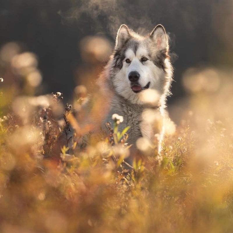 Alaskan Malamute