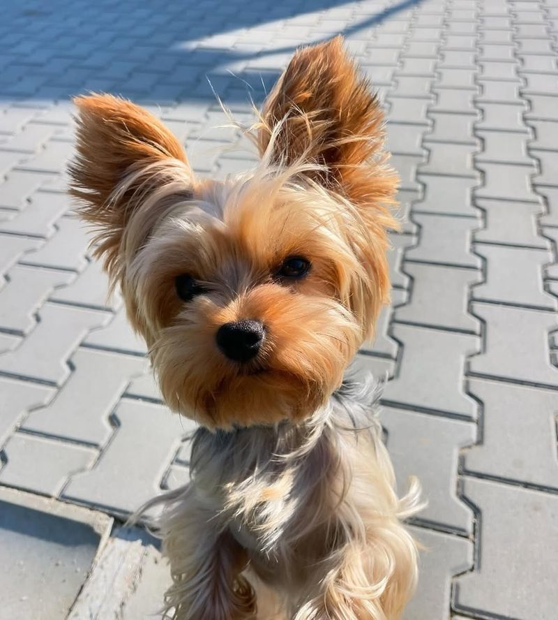 Yorkshire Terrier