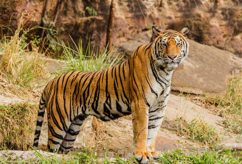 Bengal Tiger