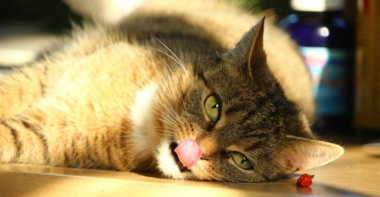 Sick Of Your Cat Licking The Floor? Try These 10 Tips