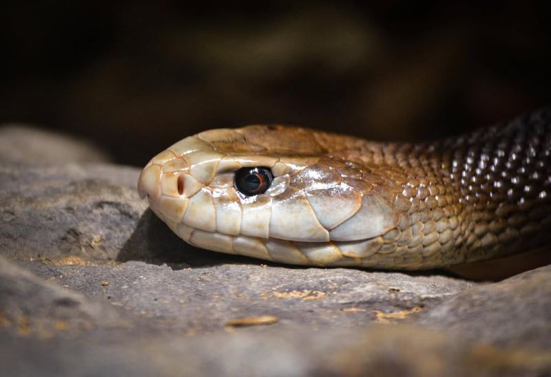 Coastal Taipan