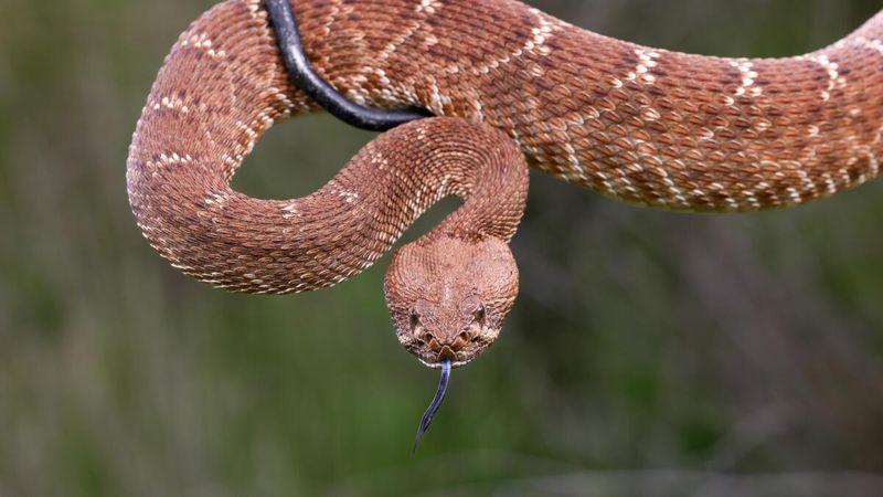 Red Diamond Rattlesnake