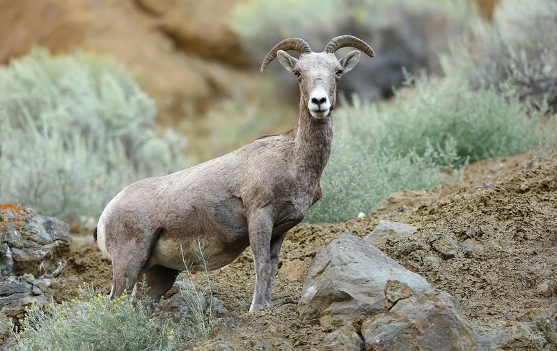 Sierra Nevada Bighorn Sheep
