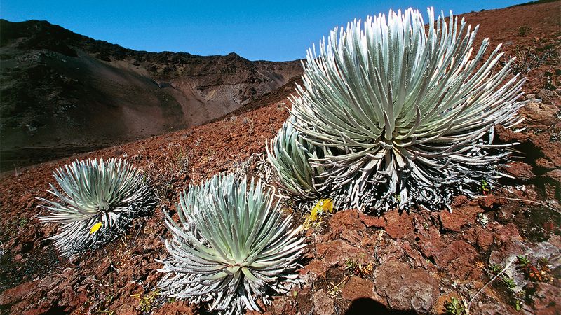 Silversword Plant
