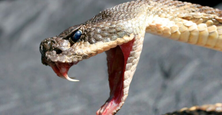 Simple Steps To Tell If A Snake Is Venomous