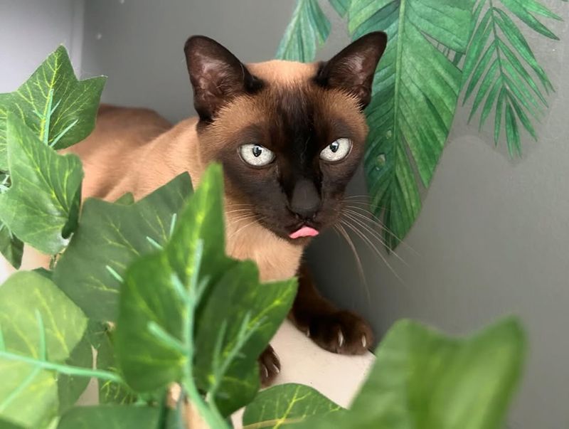 Tonkinese