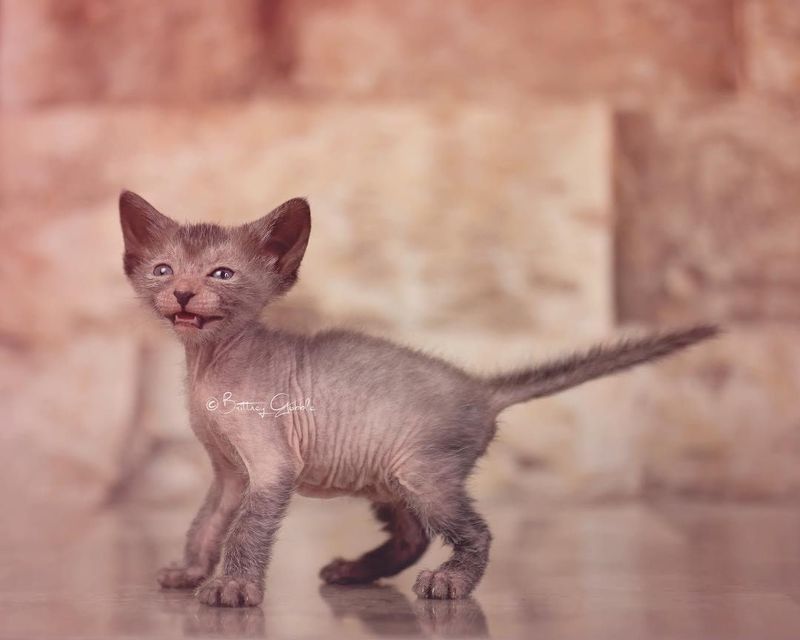 Lykoi