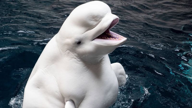 Beluga Whale