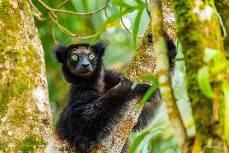 Indri Lemur