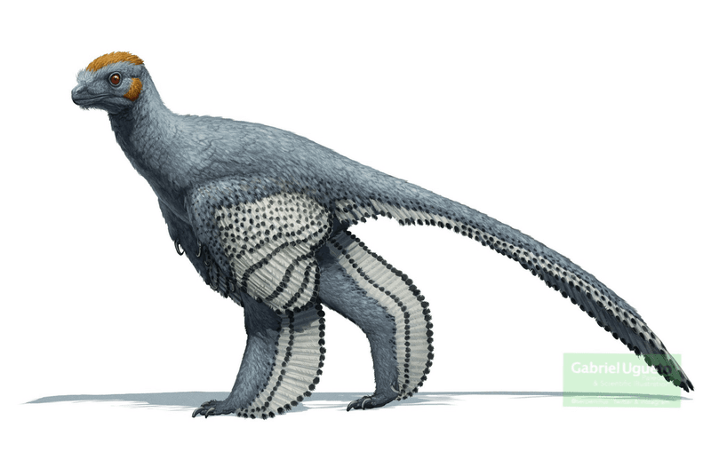 Anchiornis