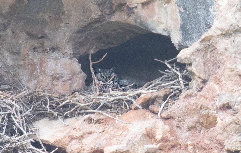 Common Poorwills – Nestled In Rocky Caves