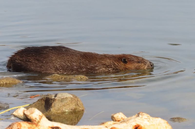 Beaver