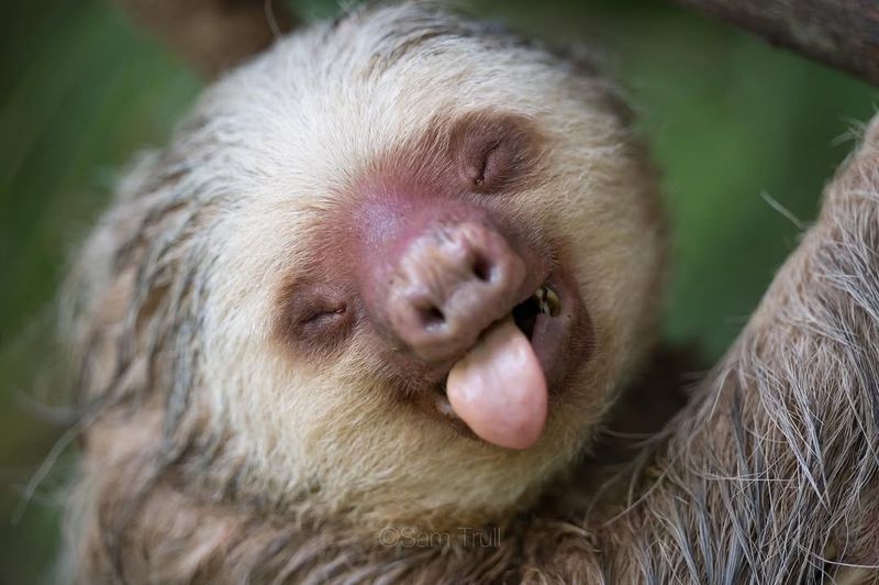 Sloth