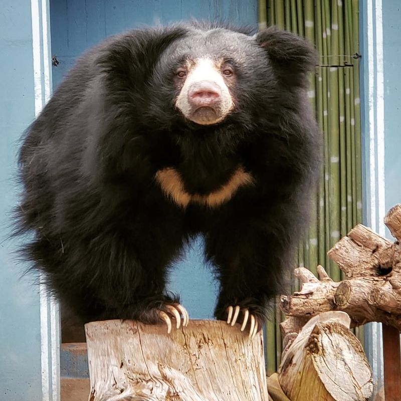 Sloth Bear