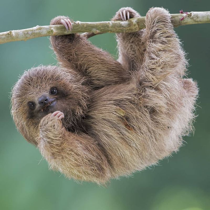 Sloth Speed