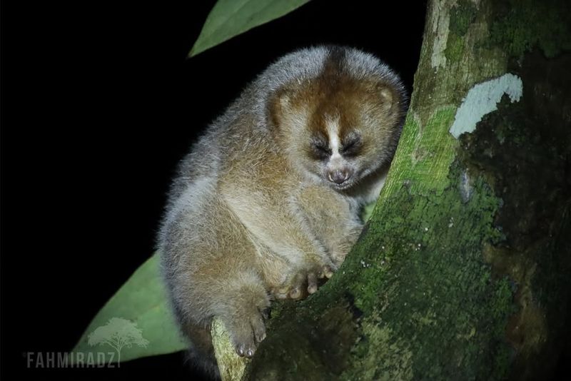 Slow Loris