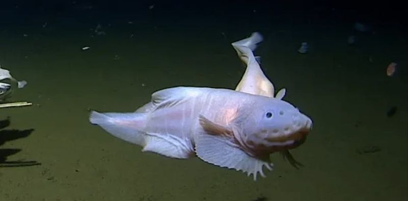 Snailfish