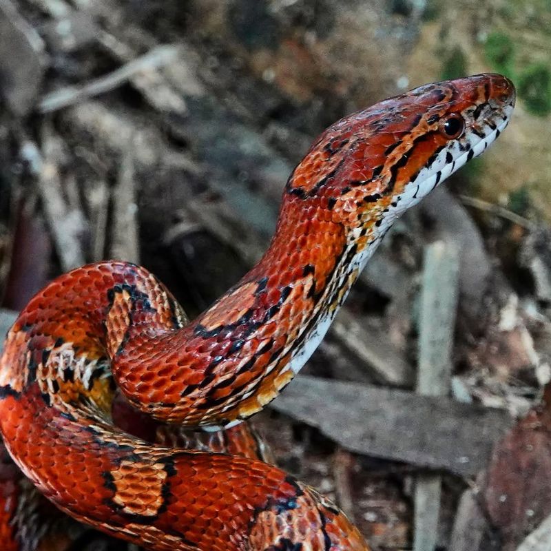 Snakes