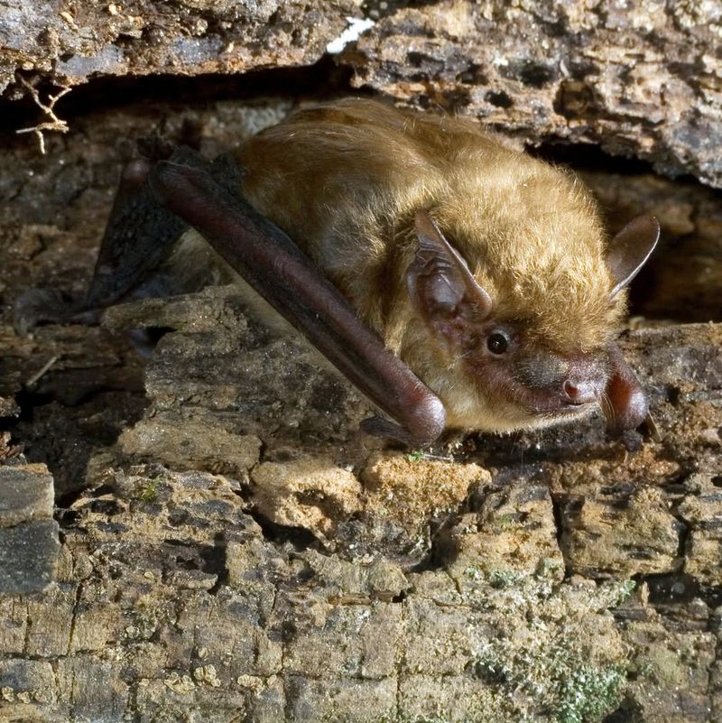 Bats – Attics And Abandoned Buildings