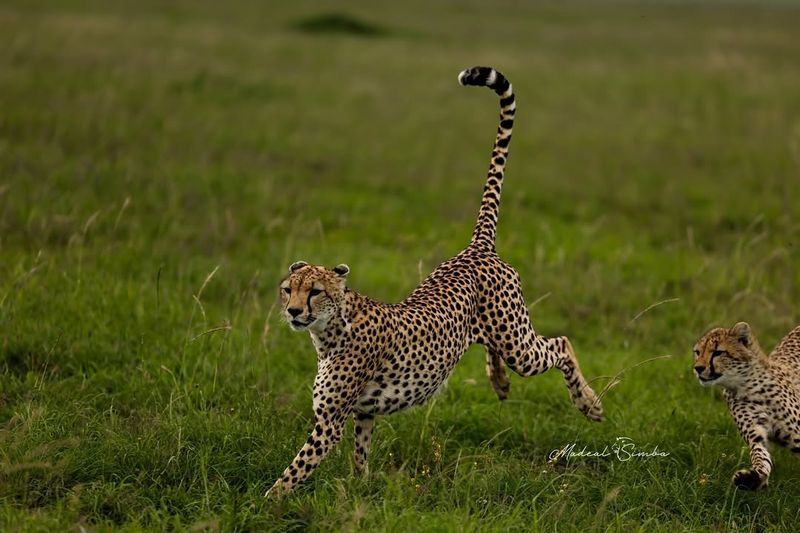 Cheetah