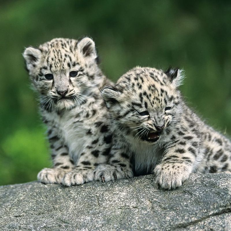 Snow Leopards