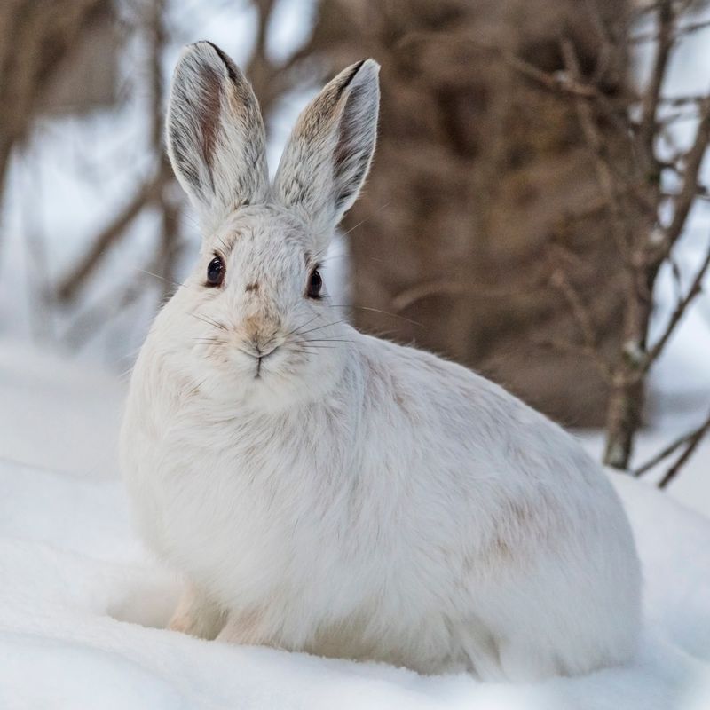 Snowshoe Hare