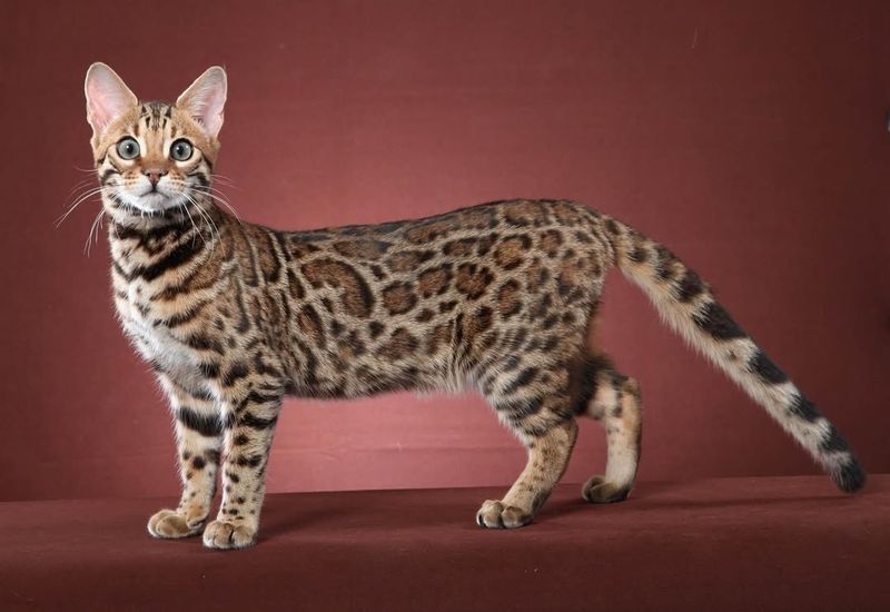 Ocicat