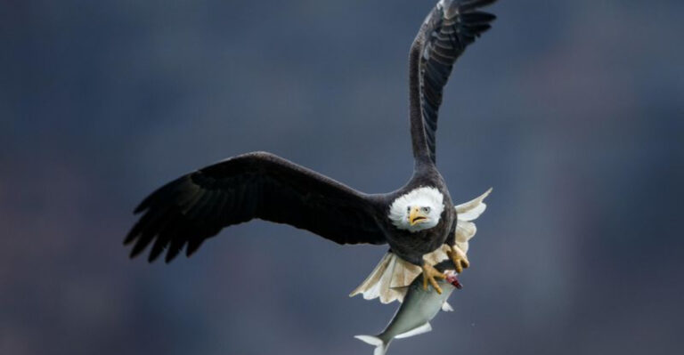 Soaring Back, The Recovery Of The Northern Bald Eagle