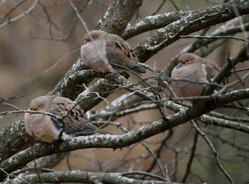 Social Behaviors And Interactions